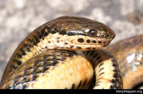 Five-striped Snake