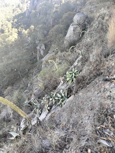 Agave pedunculifera