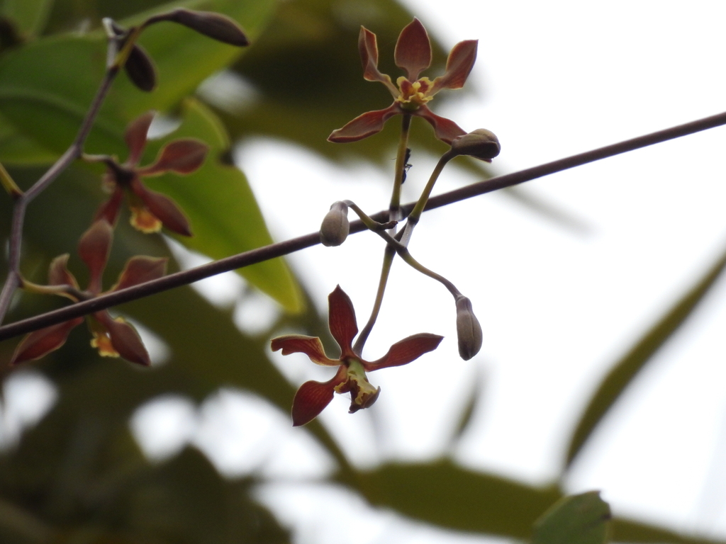 Encyclia inopinata Leopardi, Carnevali & G.A.Romero