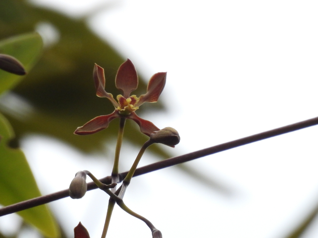 Encyclia inopinata Leopardi, Carnevali & G.A.Romero 3