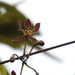 Encyclia inopinata - Photo (c) Raul Ezequiel González Trujillo, some rights reserved (CC BY-NC), uploaded by Raul Ezequiel González Trujillo