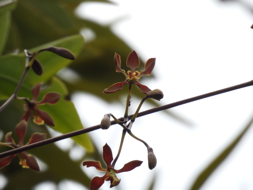 Encyclia inopinata Leopardi, Carnevali & G.A.Romero 2