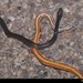 Two-spotted Snake - Photo (c) Chris Harrison, some rights reserved (CC BY-NC)