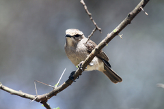 Bradornis microrhynchus