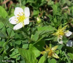Fragaria vesca americana