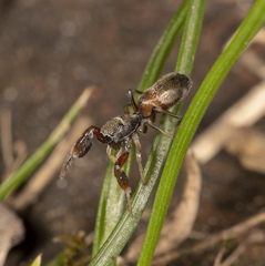 Ligonipes lacertosus