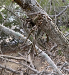 Tillandsia intermedia