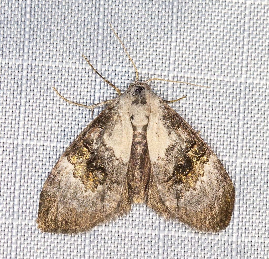 Acatapaustus