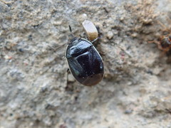 Sehirus cinctus cinctus