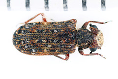 Acropis recta