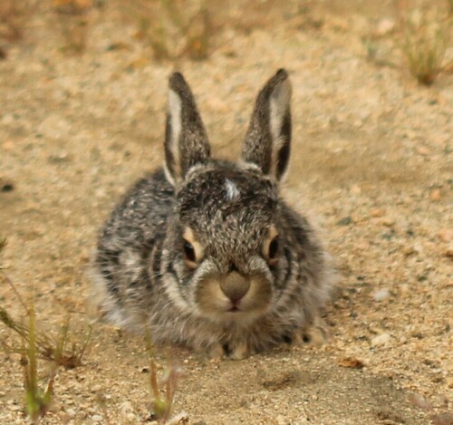 Black-tailed Jackrabbit, photo 6 of 10