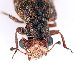 Acropis recta