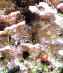 Endomychus biguttatus