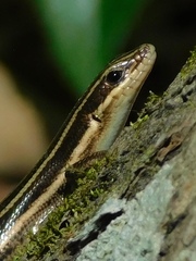 Common Five-Lined Skink photo 3