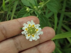 Lantana achyranthifolia