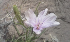 Lygodesmia grandiflora