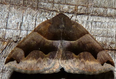 Gondysia