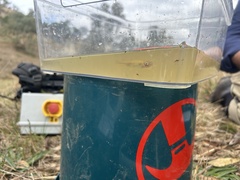 Flathead Galaxias photo 2