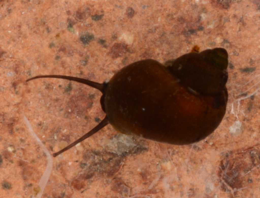Potamolithus