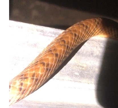 Brown Tree Snake sighting