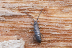 Tomocerus minor