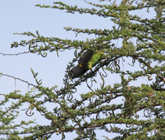 Poicephalus meyeri