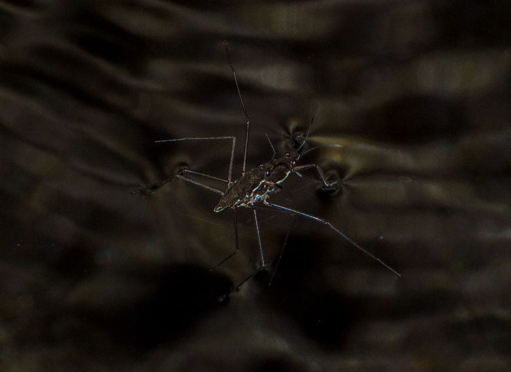 Eurygerris fuscinervis