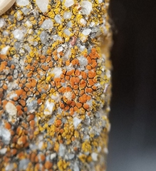 Polycauliona luteominia