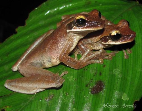 Bolivian Spiny-backed Frog