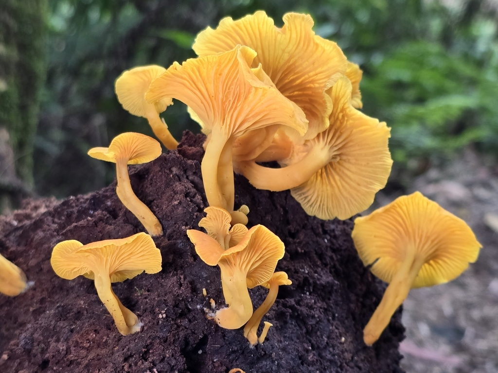 Tricholomopsis aurea · April 2024 · photo: © alan_rockefeller (iNaturalist, cc-by-sa)