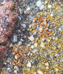 Polycauliona luteominia