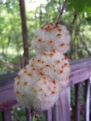 Callirhytis seminator