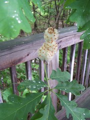 Callirhytis seminator