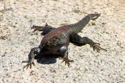 Granite Spiny Lizard