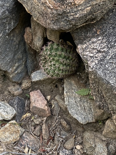 Gymnocalycium schickendantzii