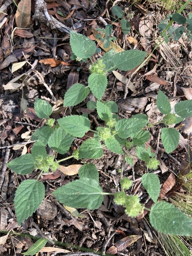 Poiret's copperleaf (Acalypha poiretii)