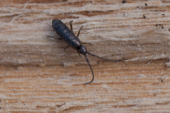 Tomocerus minor