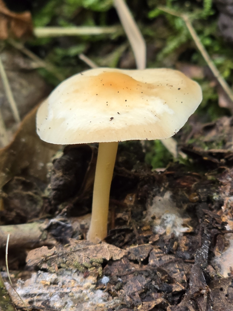 Gymnopus dryophilus · April 2024 · photo: © alan_rockefeller (iNaturalist, cc-by-sa)