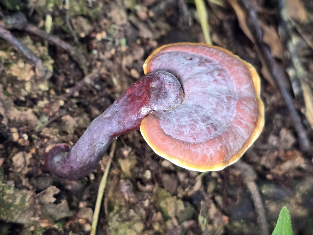 Ganoderma curtisii · April 2024 · photo: © alan_rockefeller (iNaturalist, cc-by-sa)