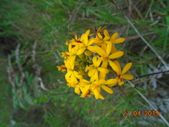 Epidendrum melinanthum