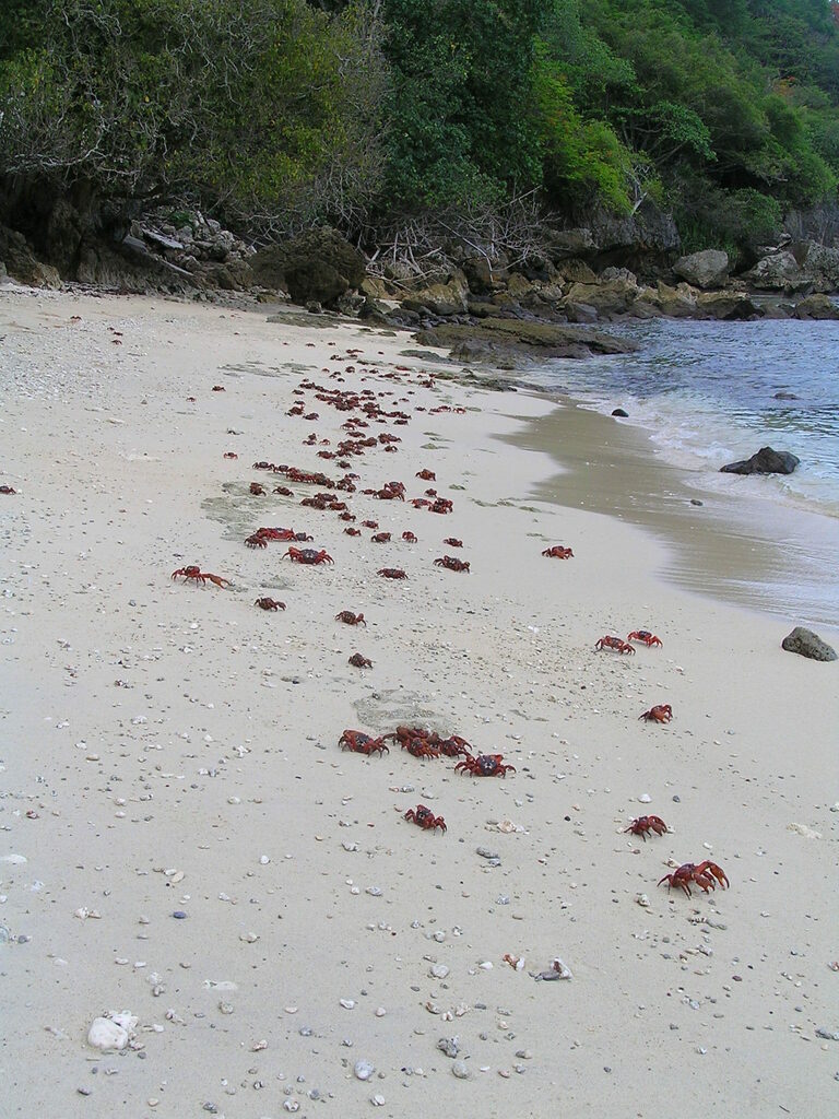 Red crabs scattered along a pale sandy beach beside the water
