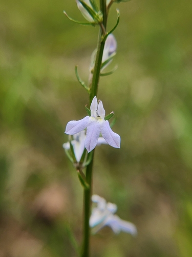 Image of Lobelia appendiculata by (c) Cristhian Mace, some rights reserved (CC BY)