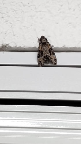 Pink-spotted Hawkmoth
