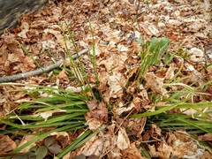 Piptatheropsis pungens