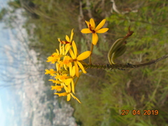 Epidendrum melinanthum