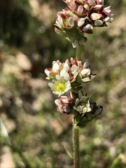 Micranthes integrifolia