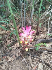 Curcuma zedoaria