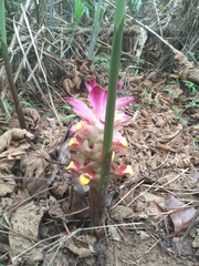 Curcuma zedoaria