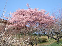 Prunus × lannesiana