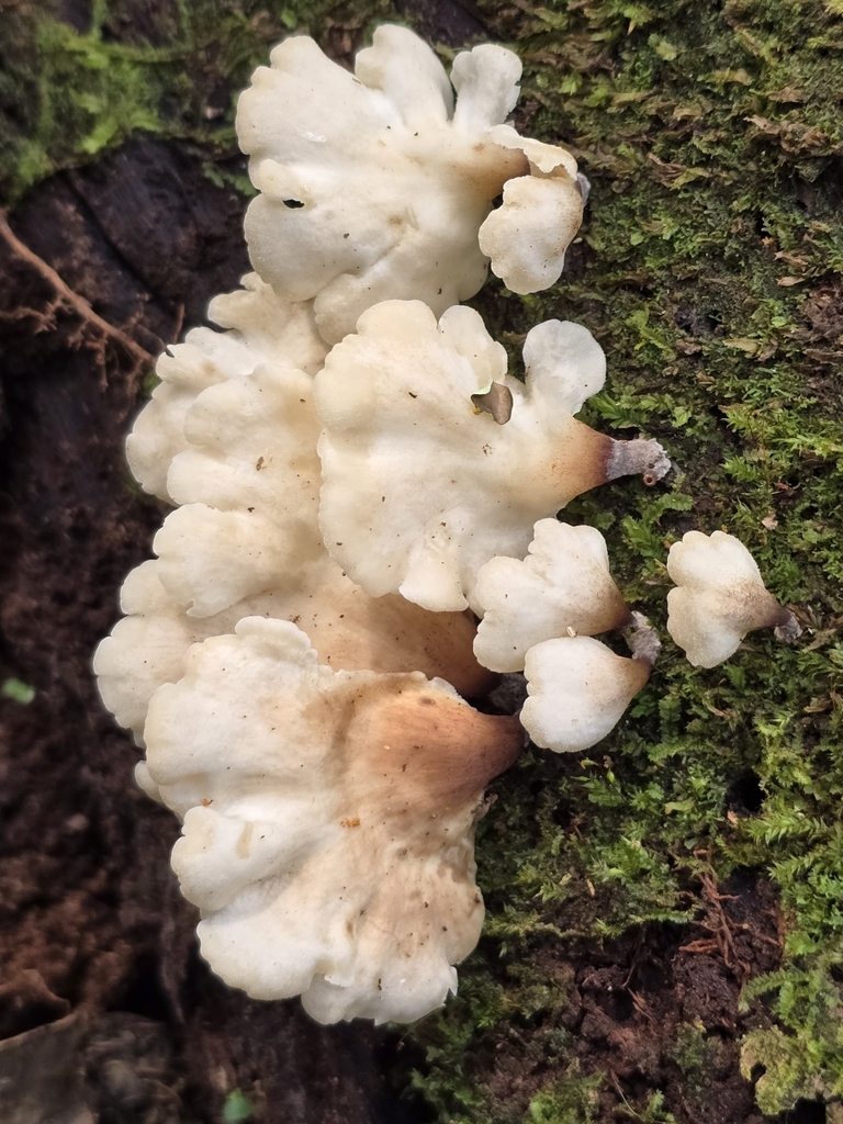 Campanophyllum proboscideum